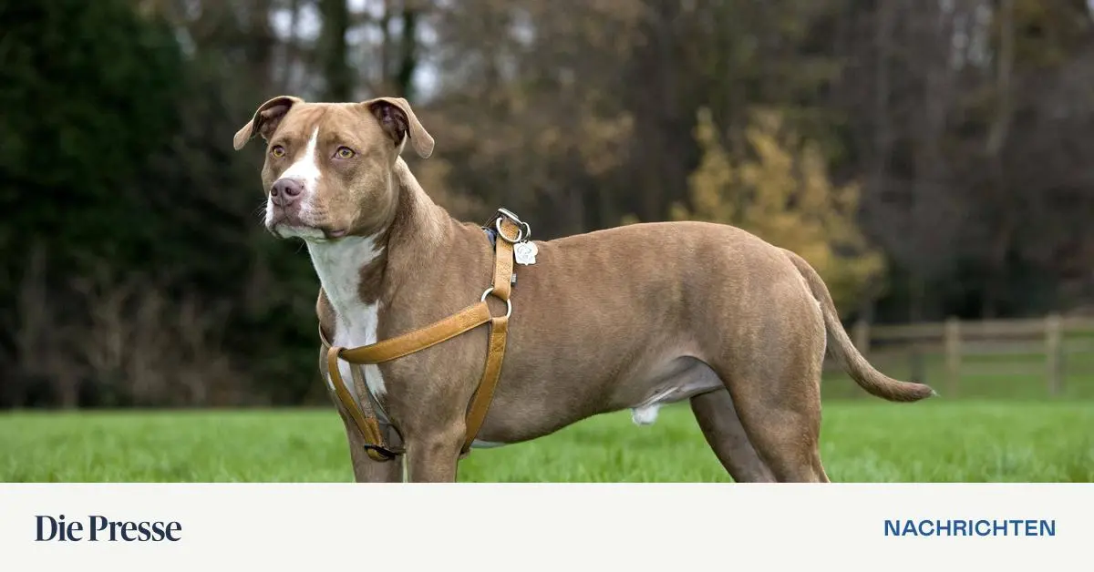 Tödliche Attacke Wurde Hund Elmo als Schutzhund ausgebildet? Wie gefährlich ist das